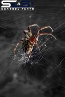 SES Spider Control Perth image 6